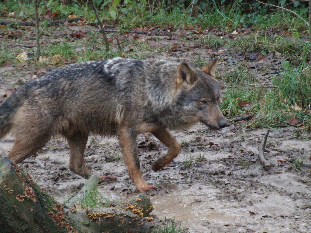 La población del lobo crece un 20 % en la última década – La fueya ...