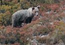 Presentado el proyecto para restaurar el hábitat del oso pardo en El Bierzo