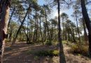 Convocadas ayudas para la redacción de planes de gestión forestal