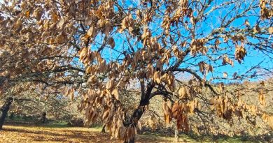 El proyecto Souto Vivo activa la regeneración de El Bierzo y Cabreira