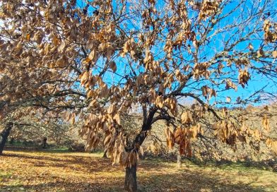 El proyecto Souto Vivo activa la regeneración de El Bierzo y Cabreira