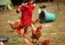 El Guardia de las Gallinas y los Niños