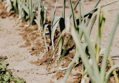 El Cuento de la Cebolla y la Linaza