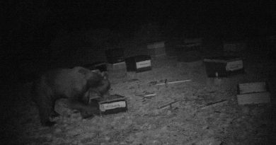 El oso pardo regresa a Cabrera, Carballeda y Sanabria 150 años después de su desaparición