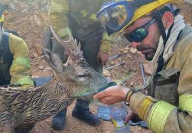 La Junta se escuda en informes que oculta para defender caza y ganadería prematuras en zonas quemadas de León