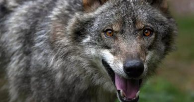 El Gobierno mantiene la declaración de especie vulnerable del lobo ibérico por el impacto de los incendios del verano