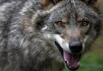 El Gobierno mantiene la declaración de especie vulnerable del lobo ibérico por el impacto de los incendios del verano