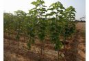 Municipios leoneses recibirán vegetación para acondicionar espacios públicos