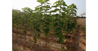 Municipios leoneses recibirán vegetación para acondicionar espacios públicos