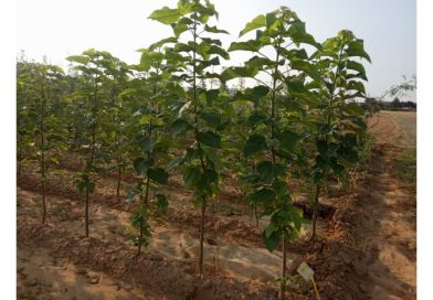 Municipios leoneses recibirán vegetación para acondicionar espacios públicos