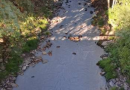 Varias asociaciones denuncian un nuevo vertido en el río Cabrera